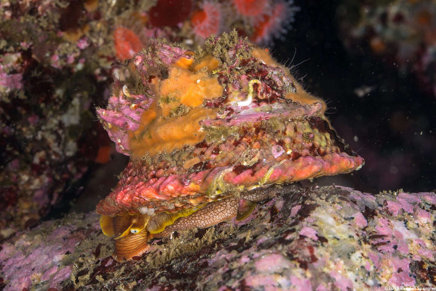 Pomaulax gibberosus (Red Top Snail)