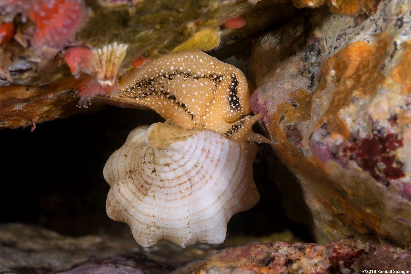 Kelletia kelletii (Kellet's Whelk)