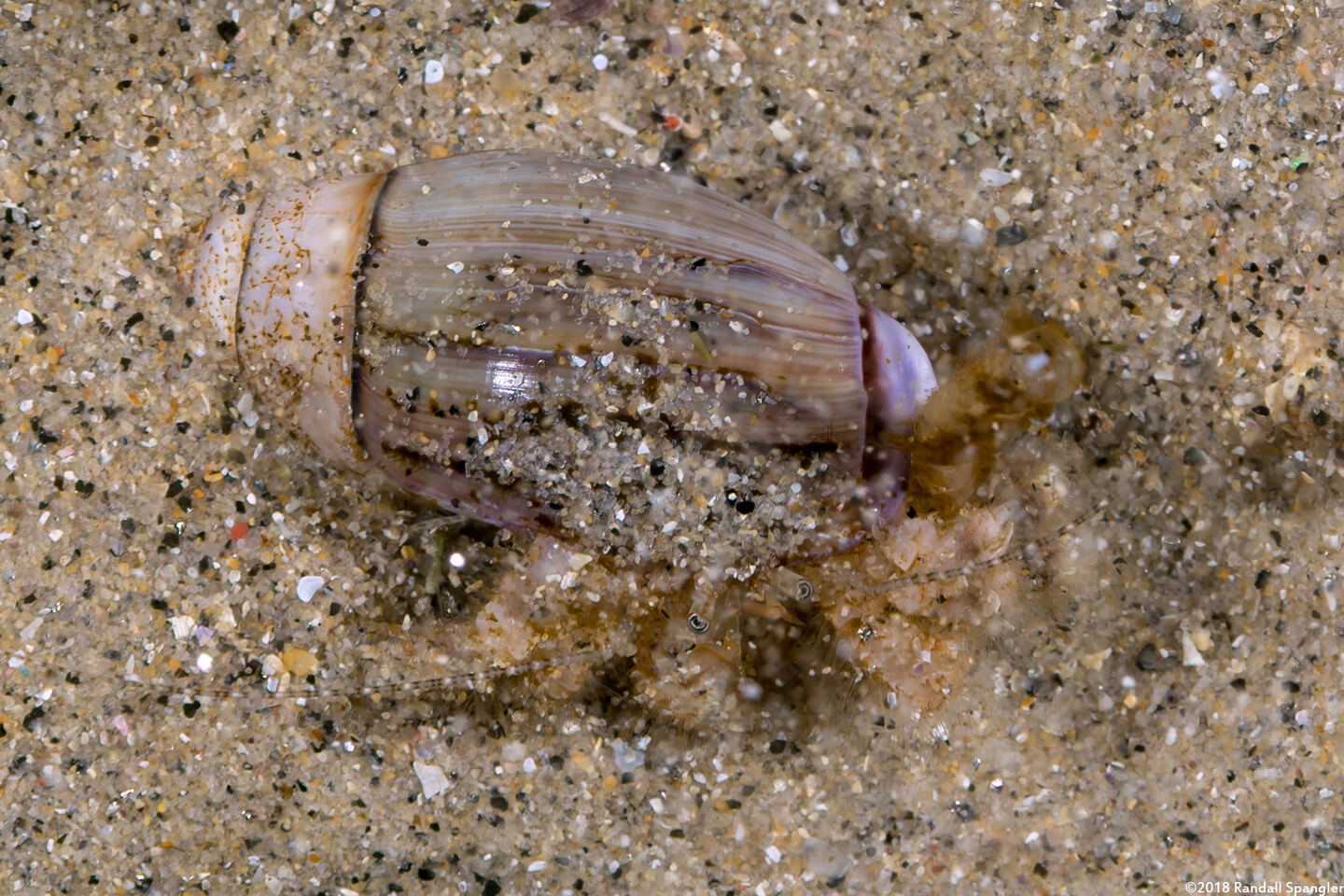 Pagurus hirsutiusculus (Hairy Hermit Crab)