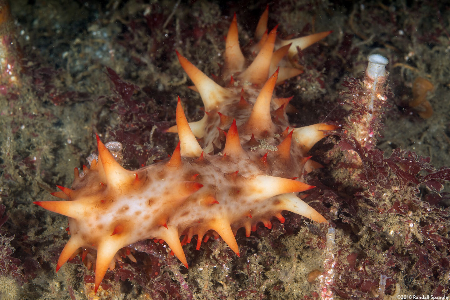 Parastichopus californicus (California Sea Cucumber)