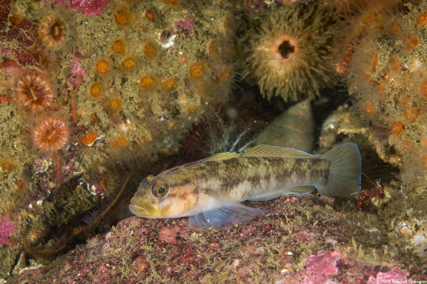 Rhinogobiops nicholsii (Blackeye Goby)