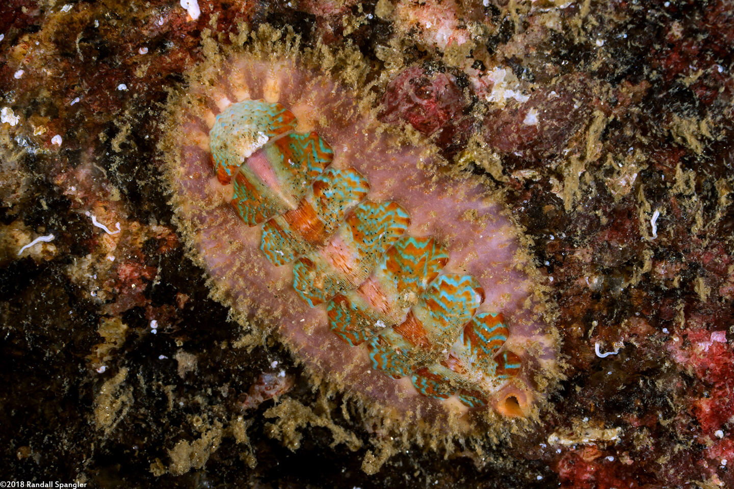 Mopalia spectabilis (Red-Flecked Mopalia)