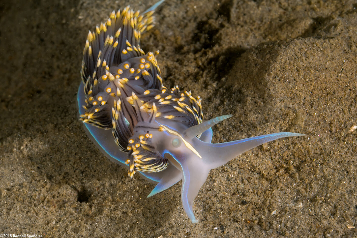 Hermissenda opalescens (Opalescent Nudibranch)