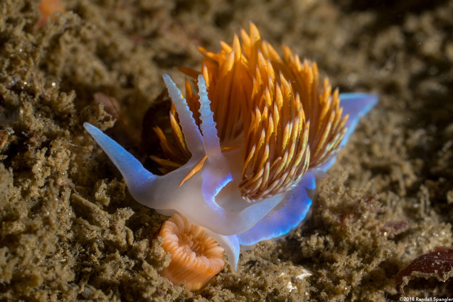Hermissenda opalescens (Opalescent Nudibranch)