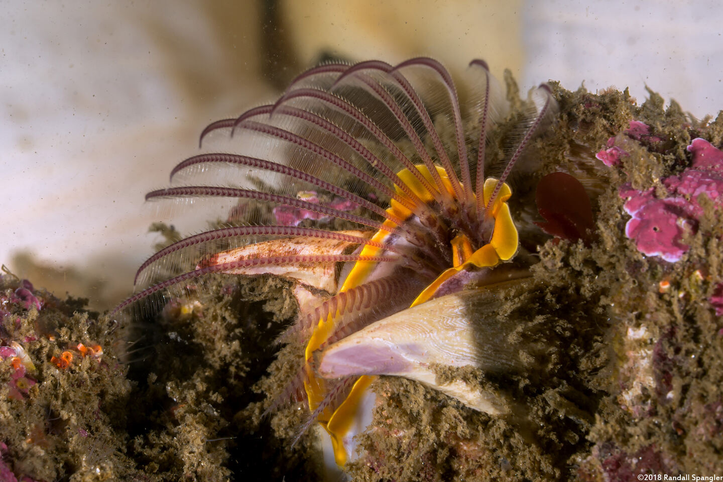 Balanus nubilus (Giant Acorn Barnacle)