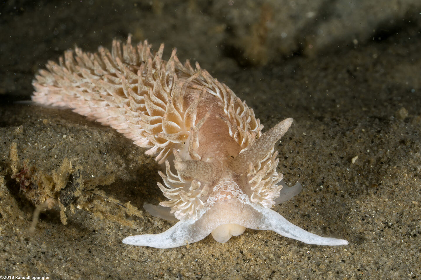 Aeolidia loui (Shag-Rug Aeolid)