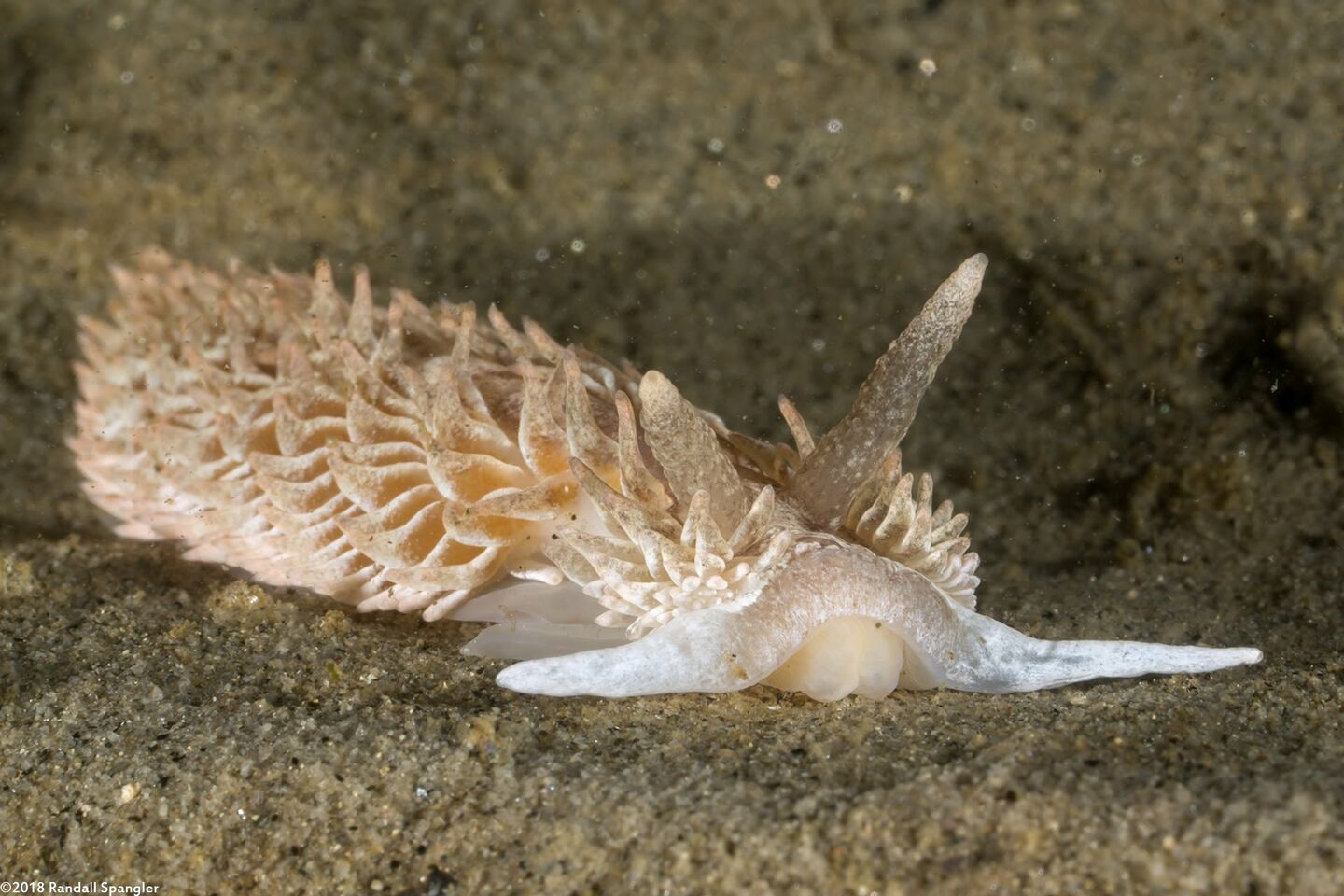 Aeolidia loui (Shag-Rug Aeolid)