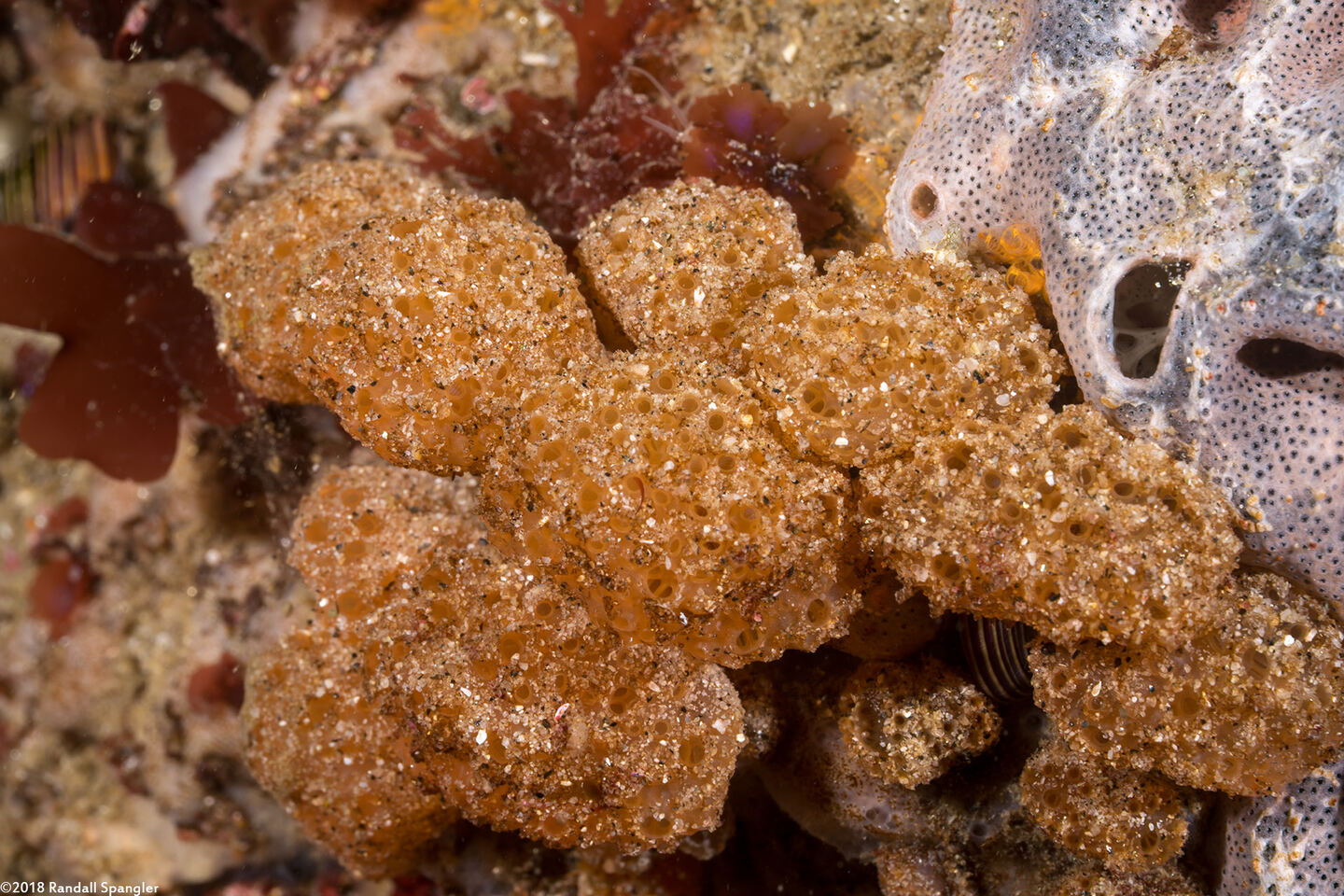 Ritterella pulchra (Ritterella Pulchra)