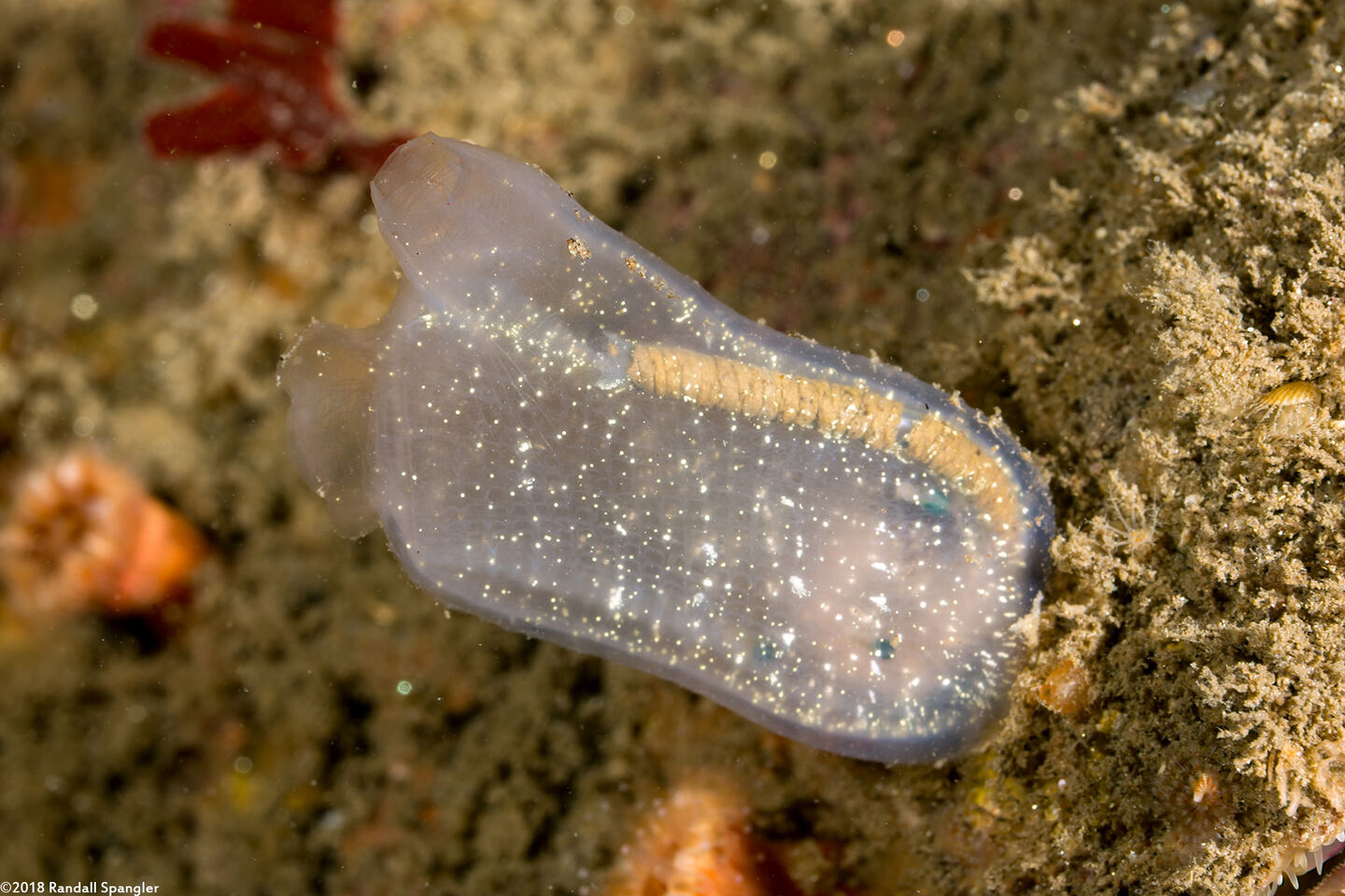 Corella willmeriana (Corella Willmeriana)