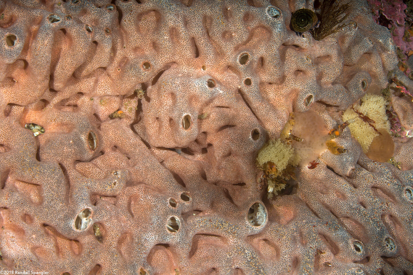 Trididemnum opacum (Trididemnum Opacum)