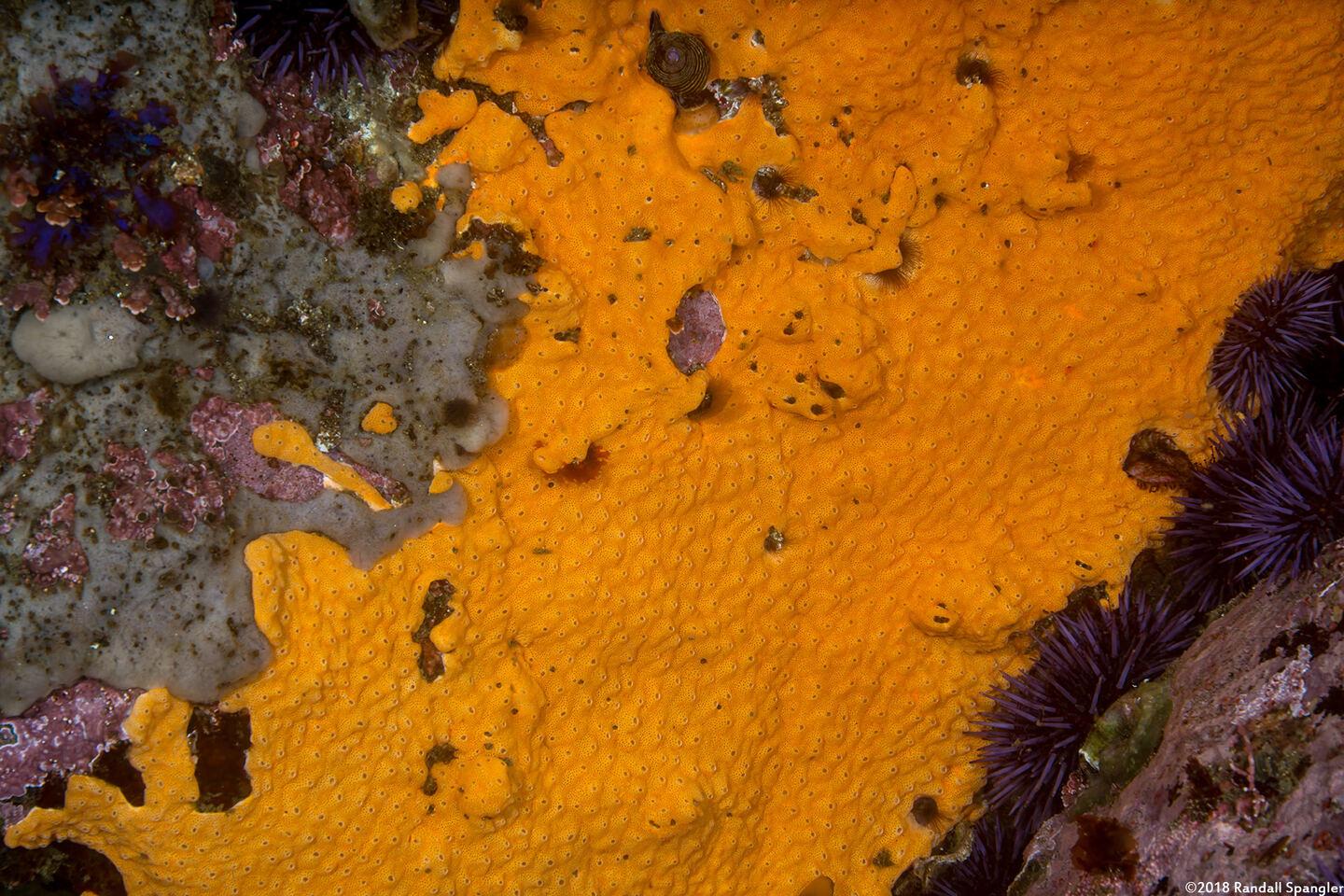 Didemnum carnulentum (Didemnum Carnulentum)