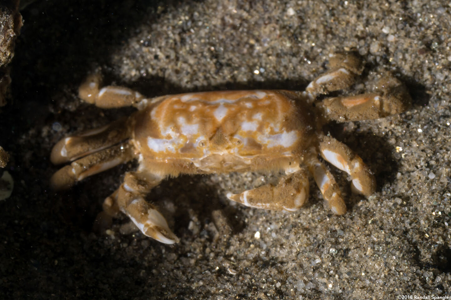 Scleroplax tubicola (Tube-Dwelling Pea Crab)