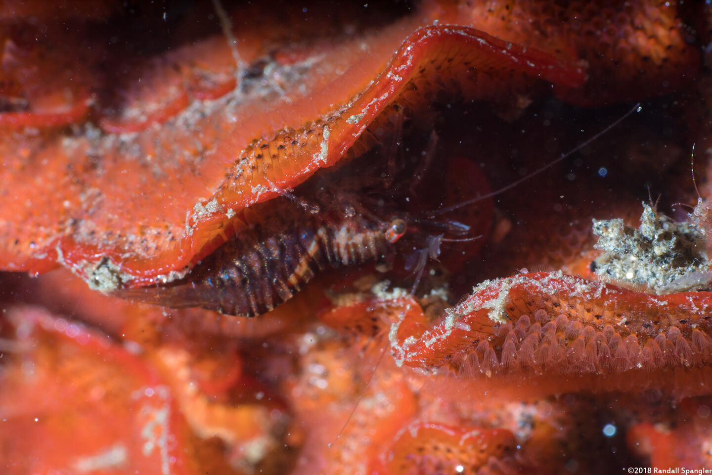 Heptacarpus pugettensis (Barred Shrimp)