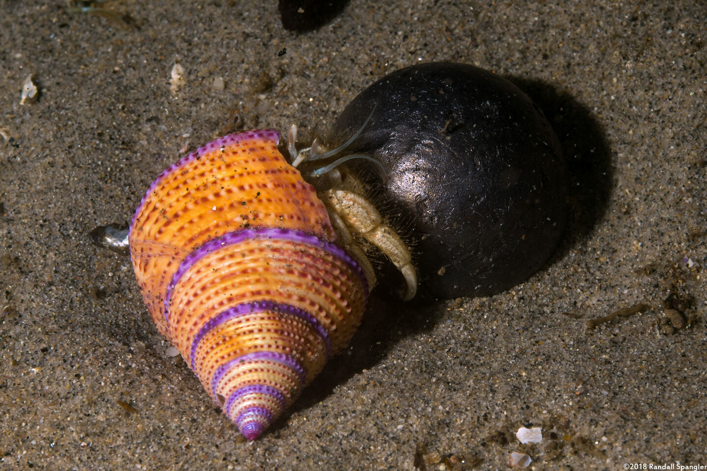 Isocheles pilosus (Moonsnail Hermit Crab)