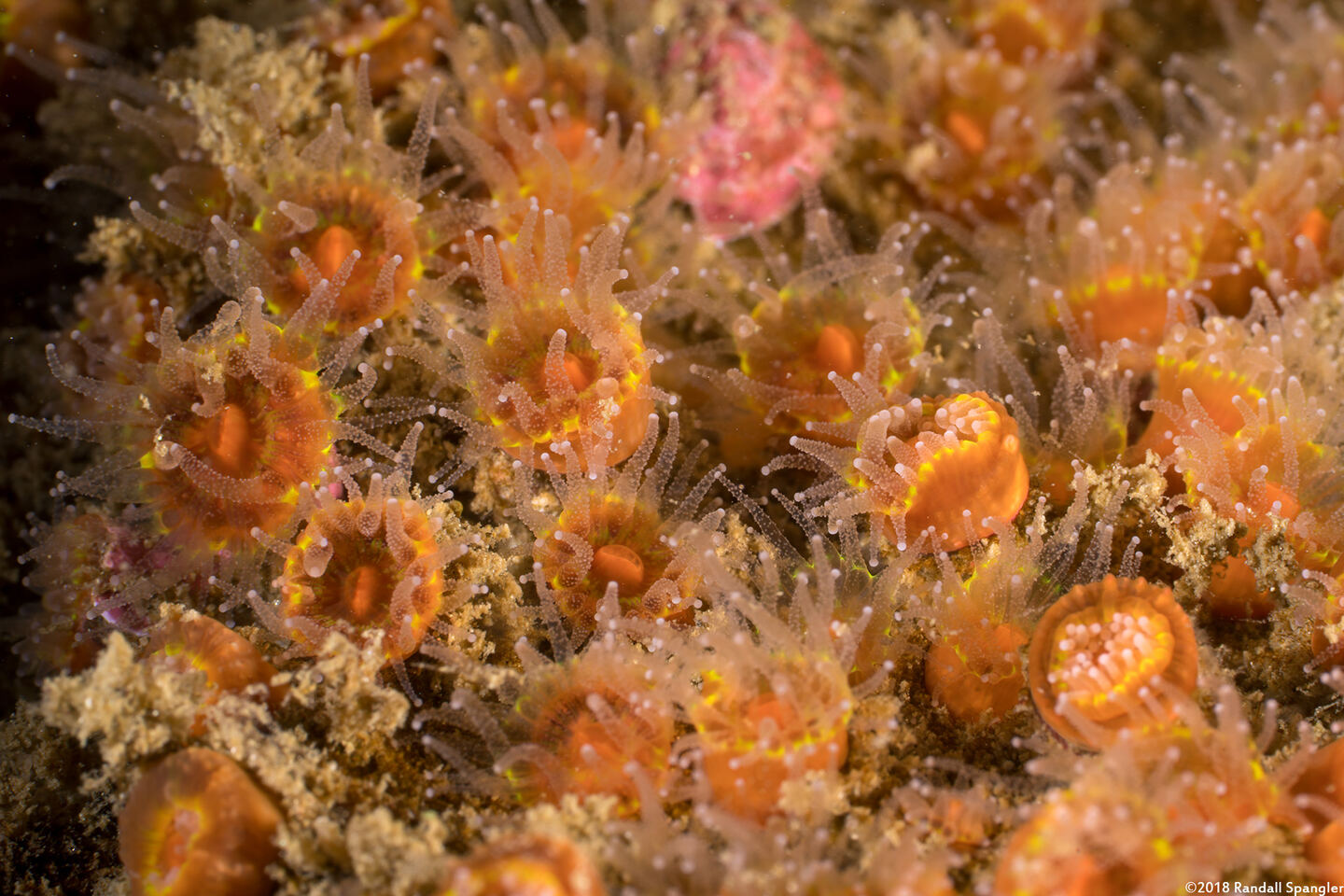 Astrangia haimei (Astrangia Haimei)