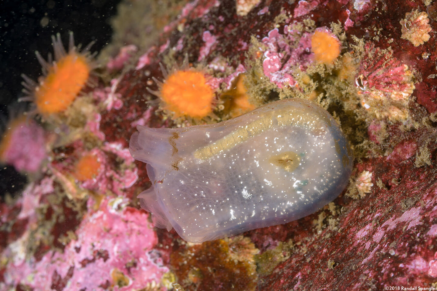 Corella willmeriana (Corella Willmeriana)