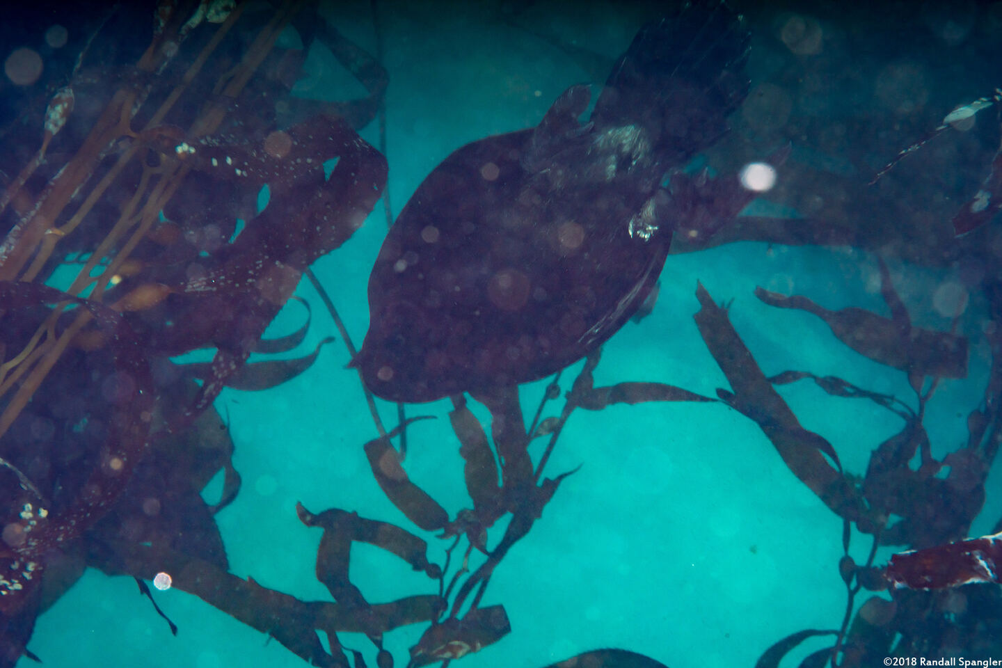 Phalacrocorax pelagicus (Pelagic Cormorant)