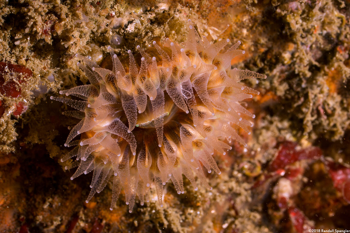Paracyathus stearnsii (Brown Cup Coral)