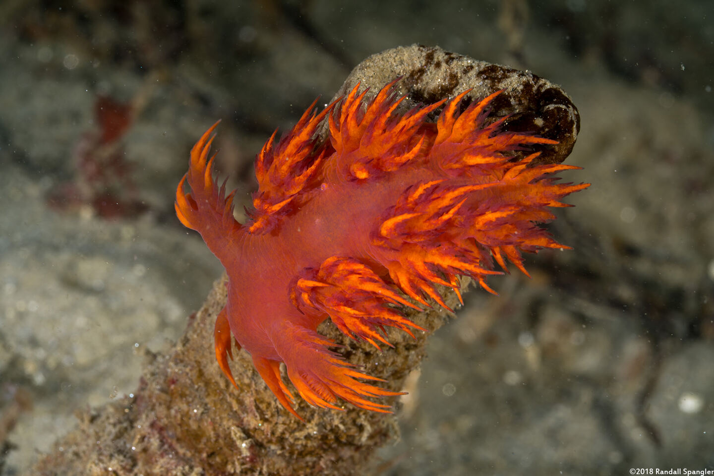 Dendronotus iris (Rainbow Dendronotus)