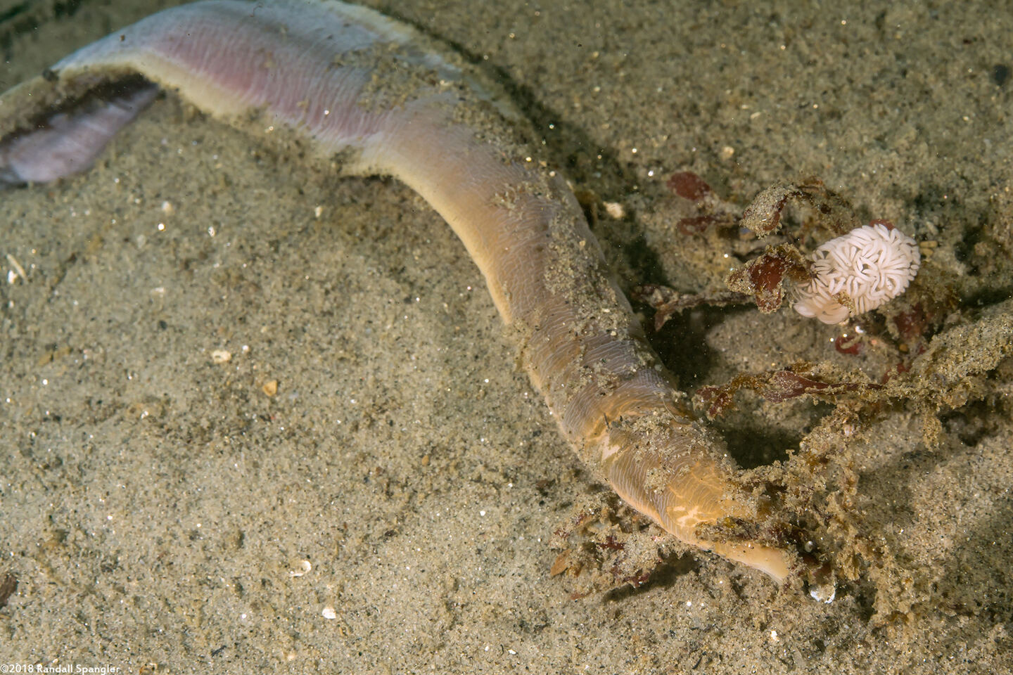 Cerebratulus californiensis (Light Edged Ribbon Worm)
