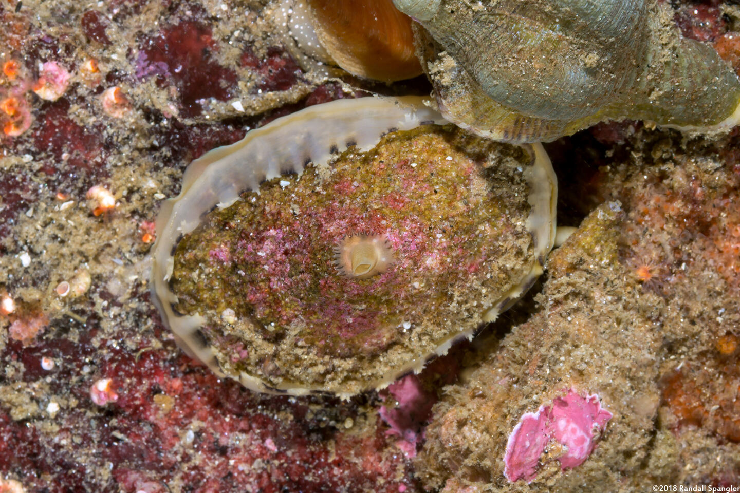 Diodora aspera (Keyhole Limpet)