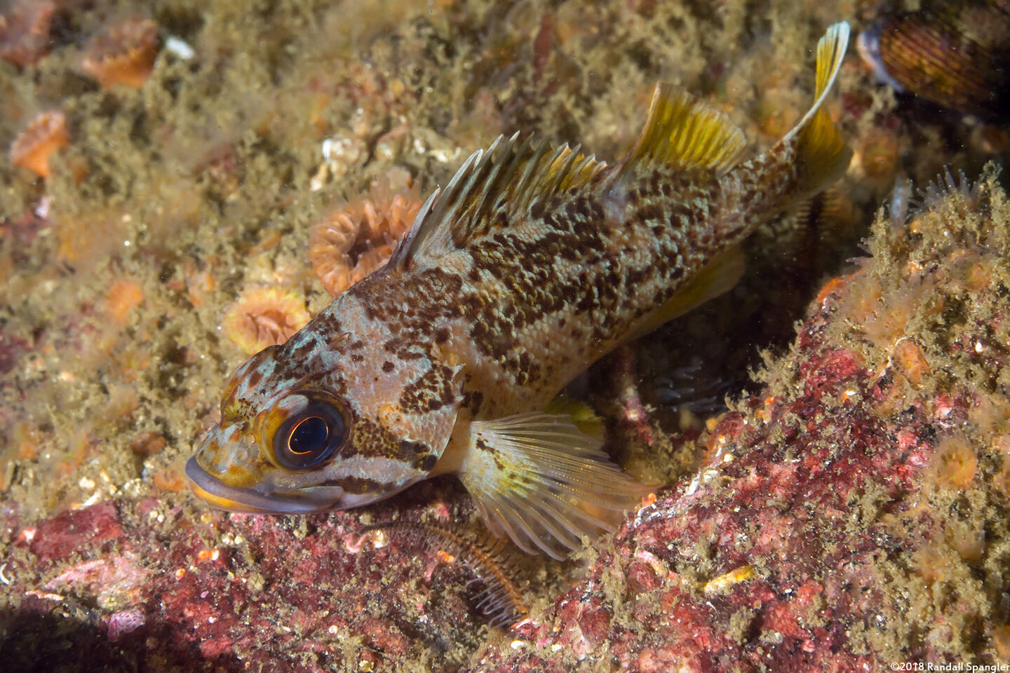 Sebastes carnatus (Gopher Rockfish)