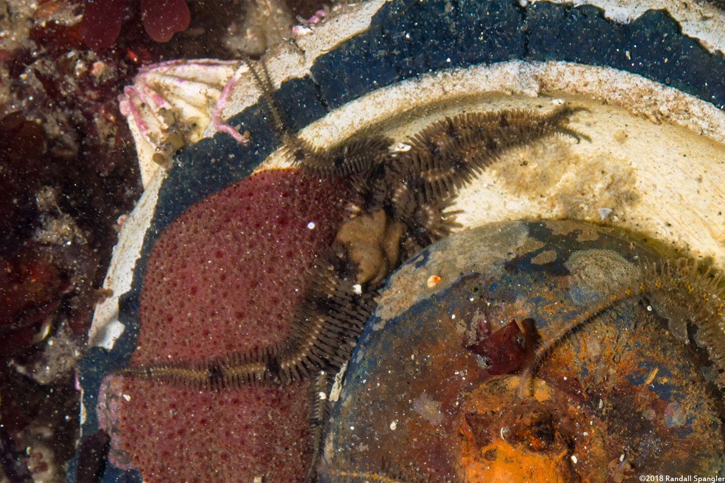 Ophiopteris papillosa (Flat-Spined Brittle Star)