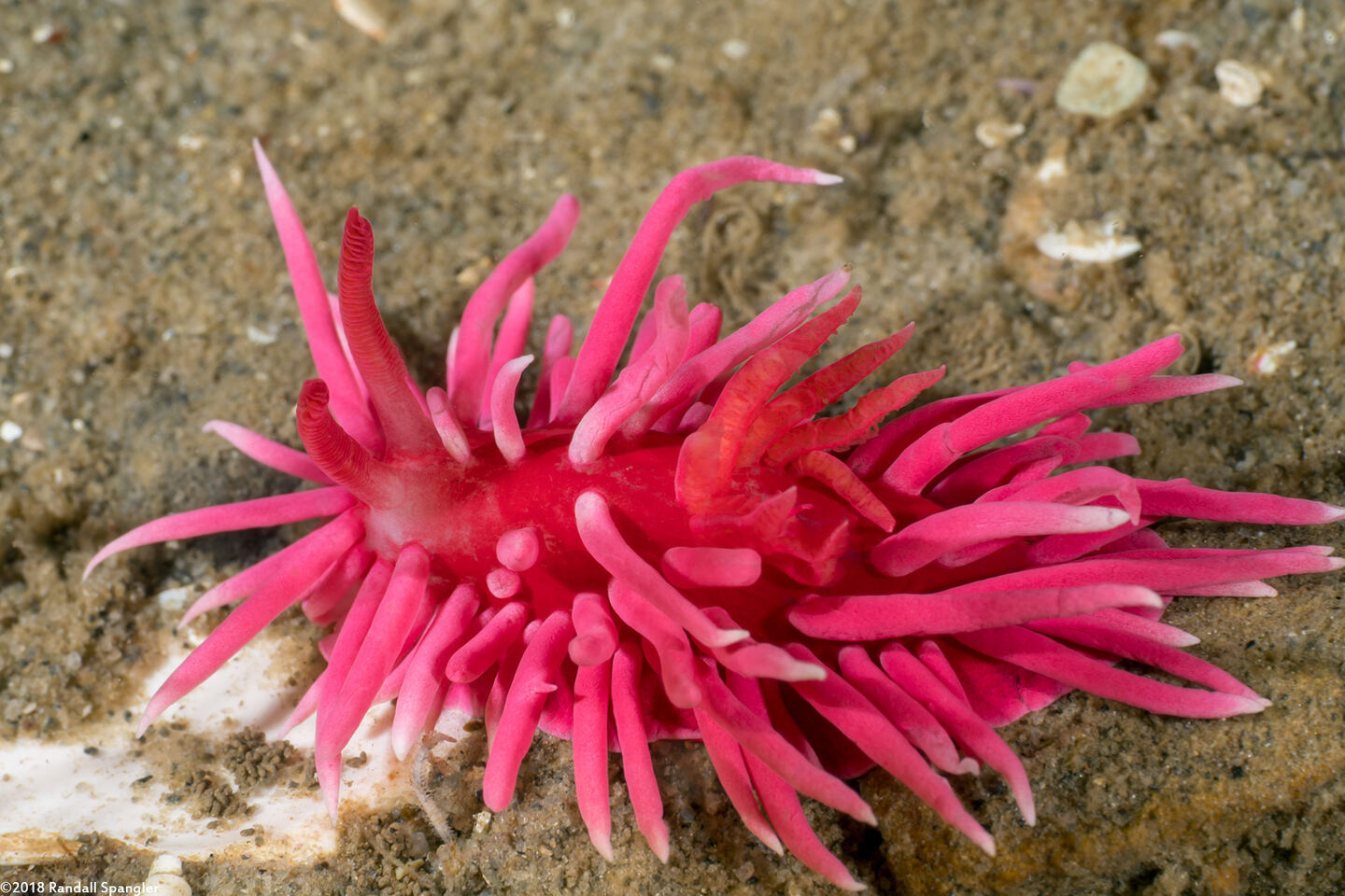 Okenia rosacea (Hopkins' Rose Nudibranch)