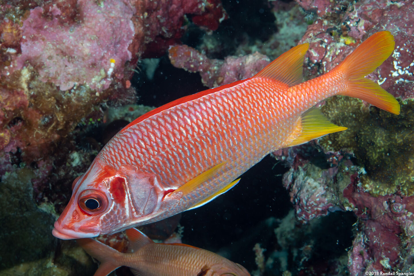 Sargocentron spiniferum (Sabre Squirrelfish)