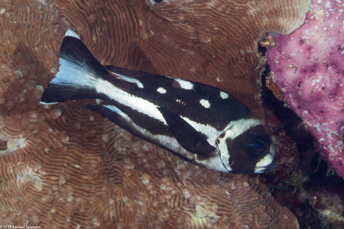Macolor niger (Black Snapper)