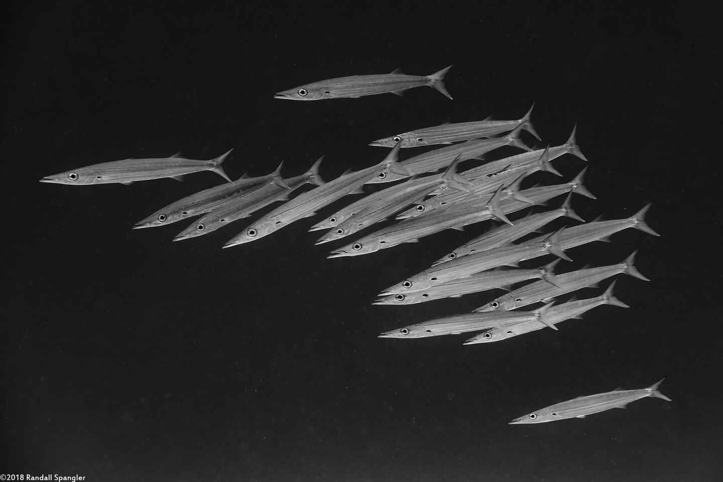 Sphyraena helleri (Heller's Barracuda)