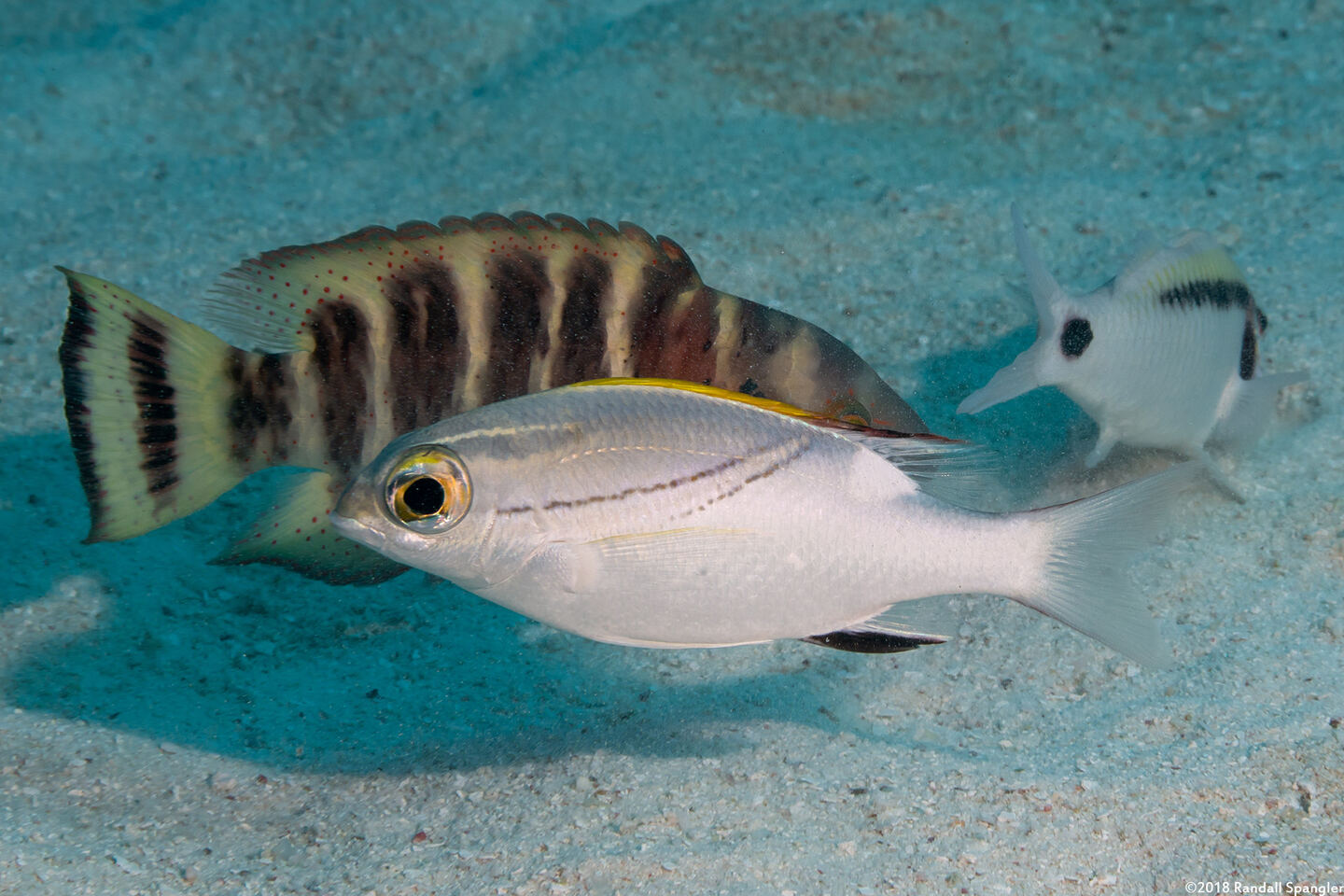 Scolopsis bilineata (Bridled Monocle Bream)