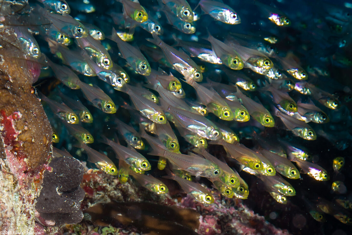 Parapriacanthus ransonneti (Golden Sweeper)