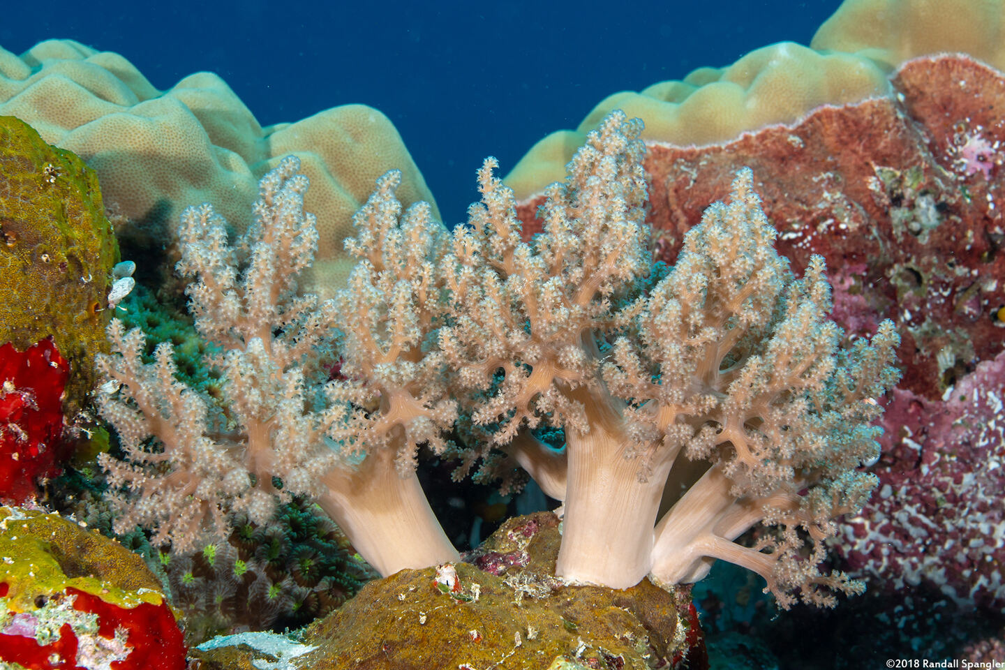 Litophyton arboreum (Litophyton Arboreum)