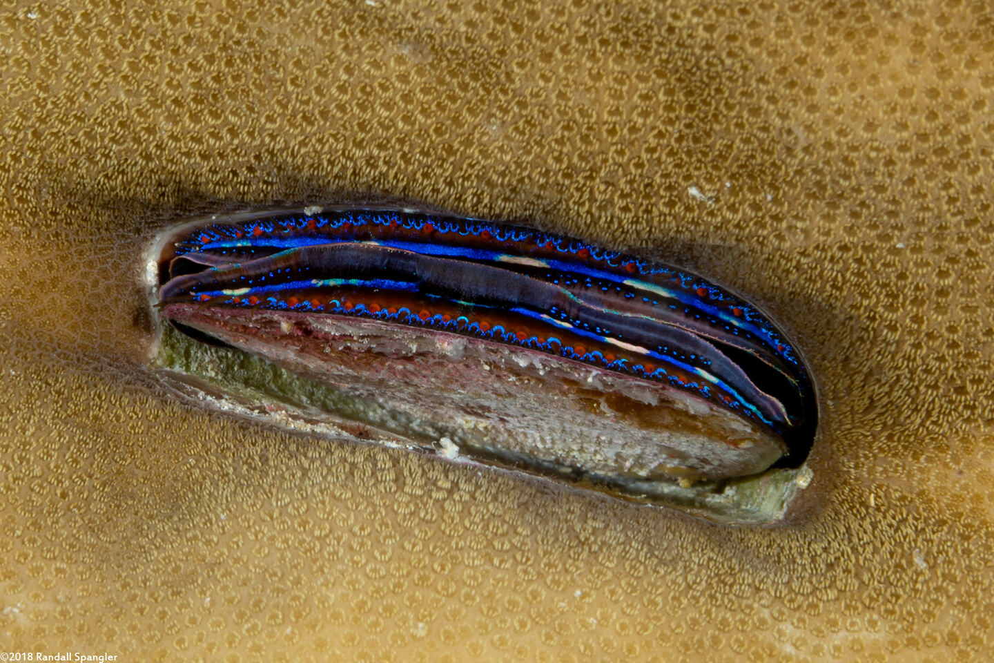 Pedum spondyloideum (Iridescent Scallop)