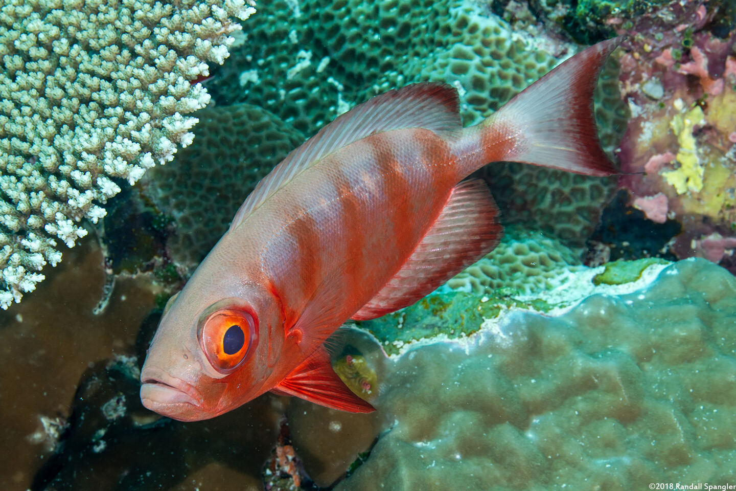 Heteropriacanthus cruentatus (Glasseye)