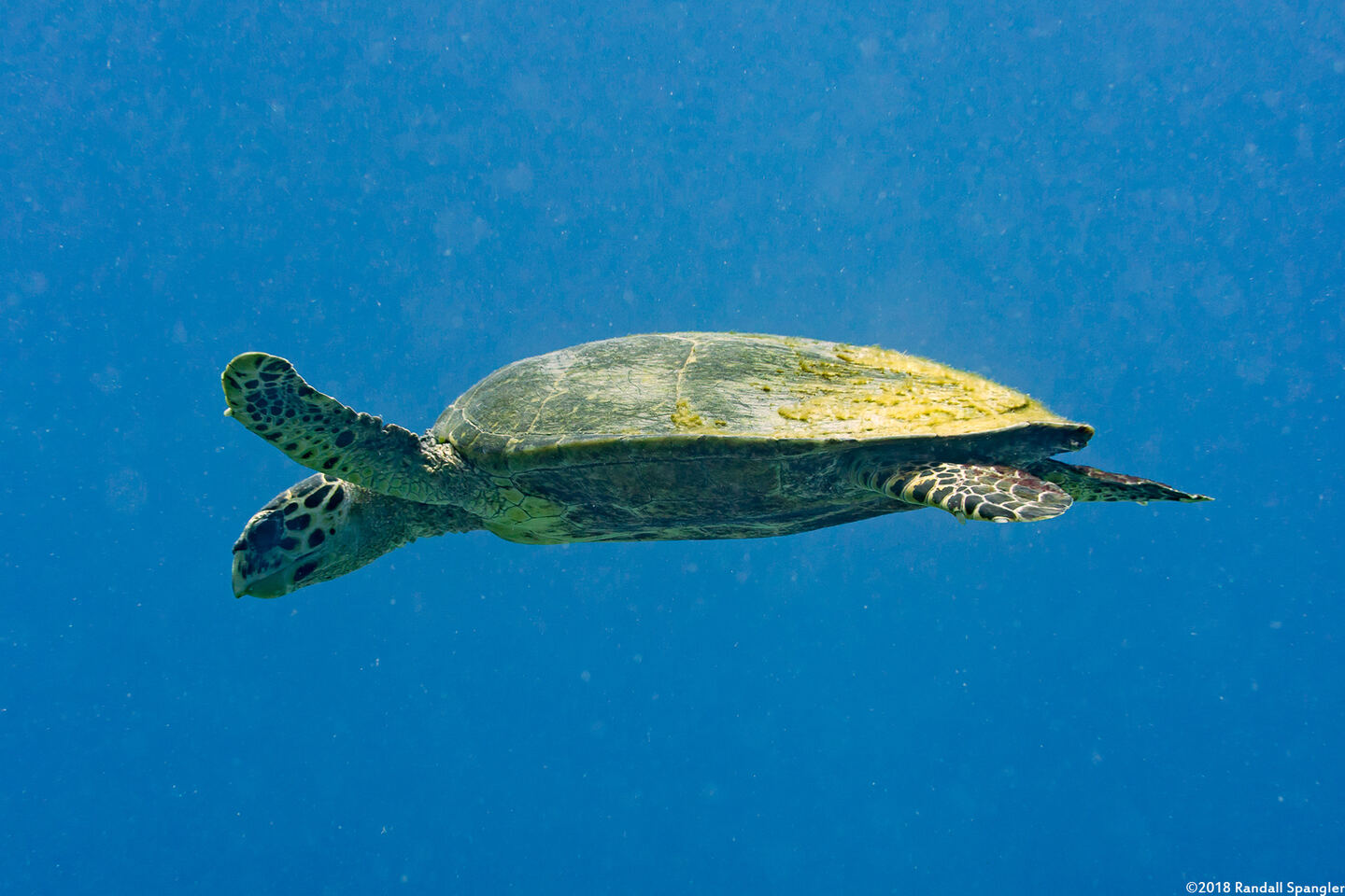 Eretmochelys imbricata (Hawksbill Turtle)