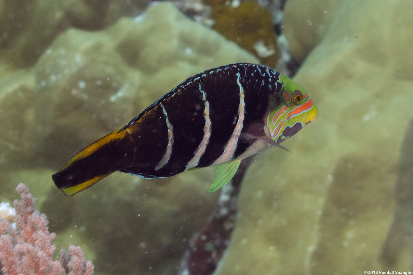 Hemigymnus fasciatus (Barred Thicklip)