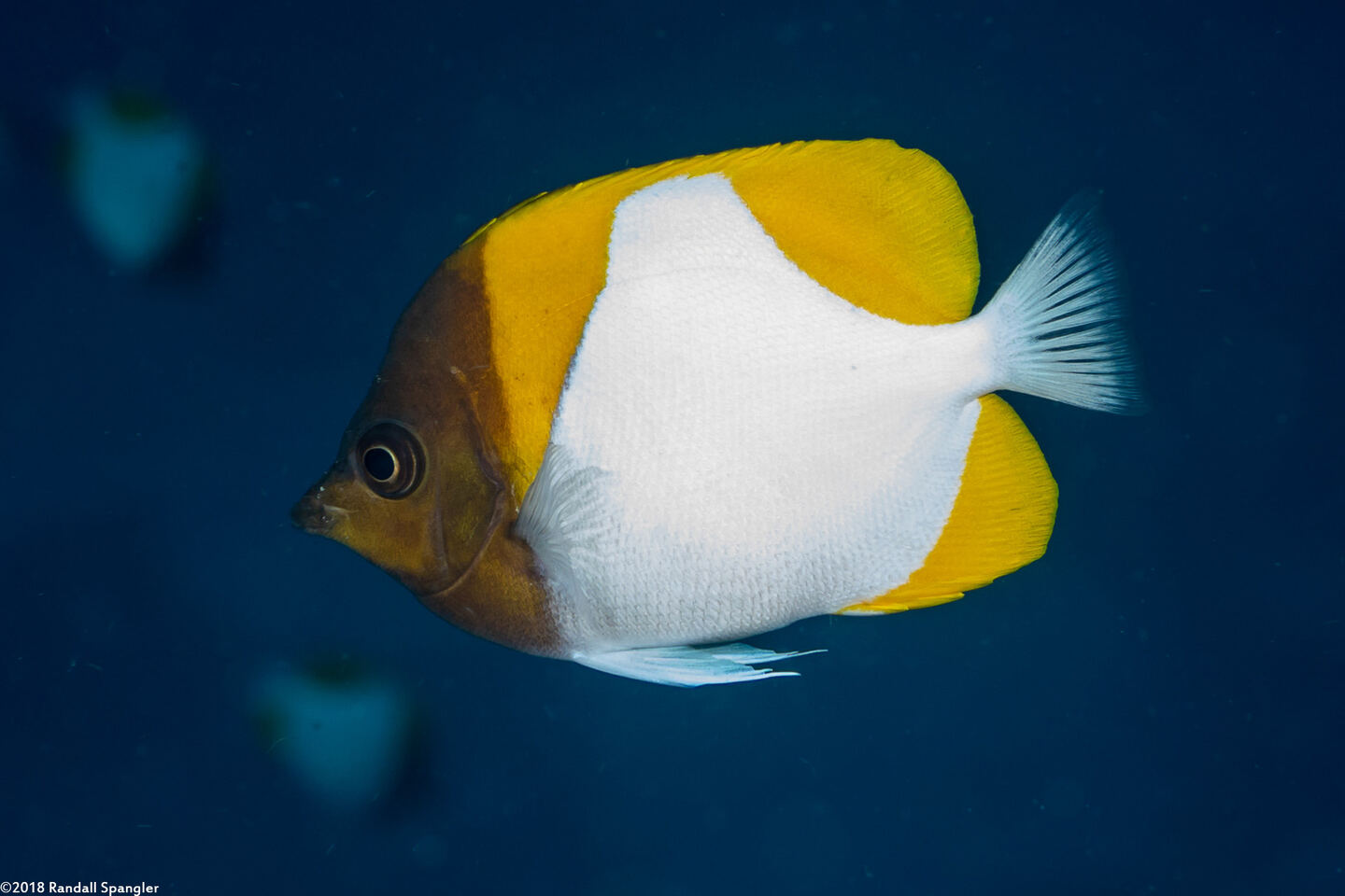 Hemitaurichthys polylepis (Pyramid Butterflyfish)