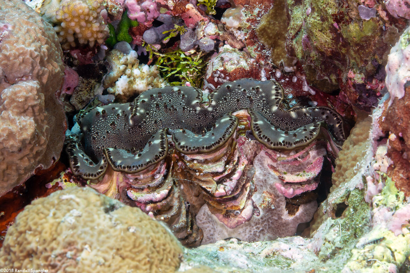 Tridacna squamosa (Fluted Giant Clam)