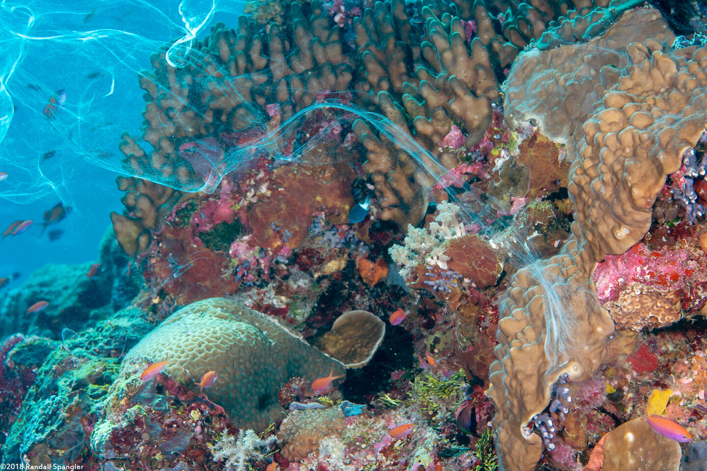 Spondylus varius (Variable Thorny Oyster); Spawning