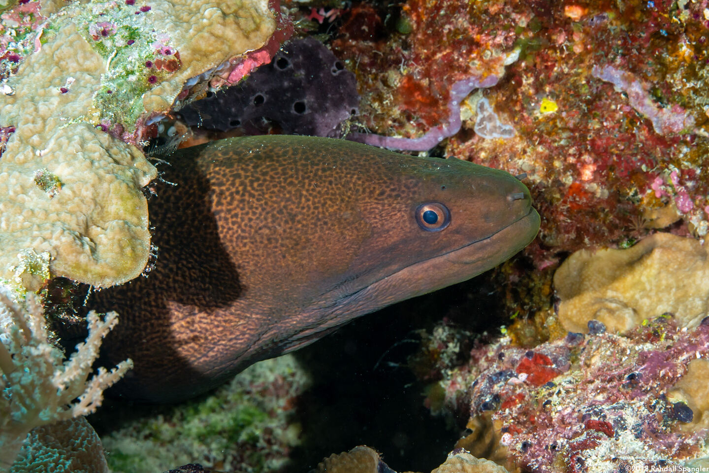 Gymnothorax javanicus (Giant Moray)