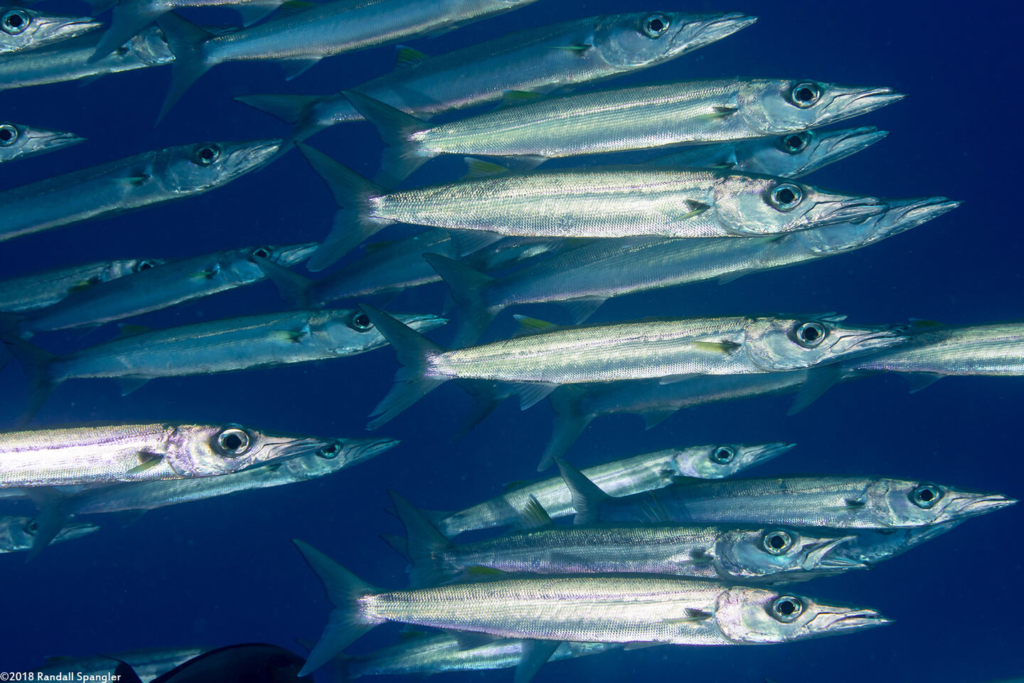 Sphyraena forsteri (Bigeye Barracuda)