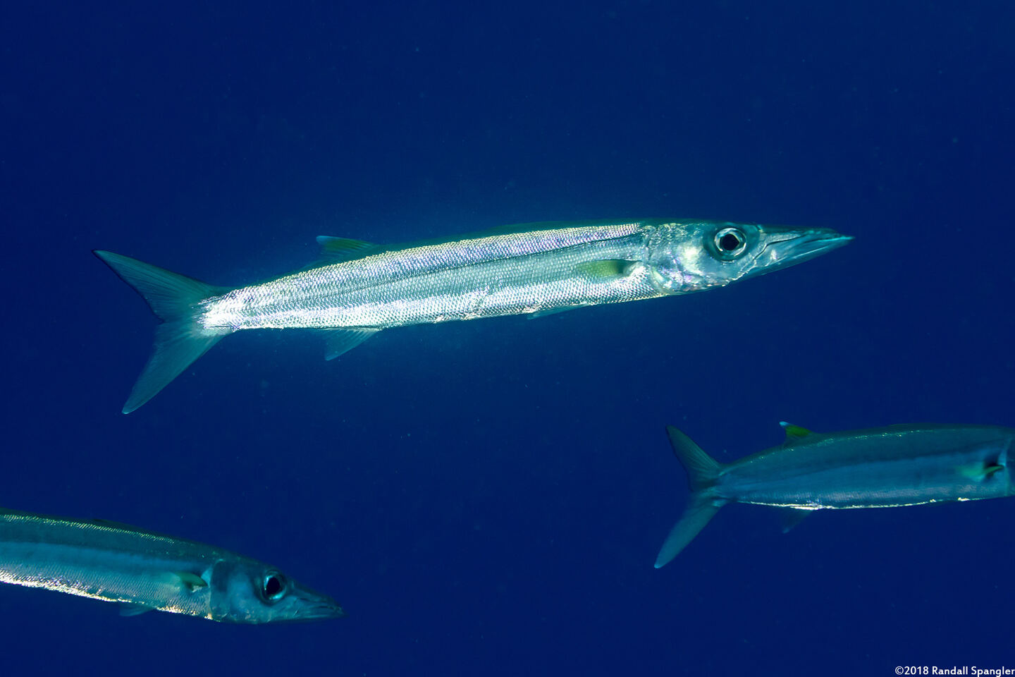 Sphyraena forsteri (Bigeye Barracuda)