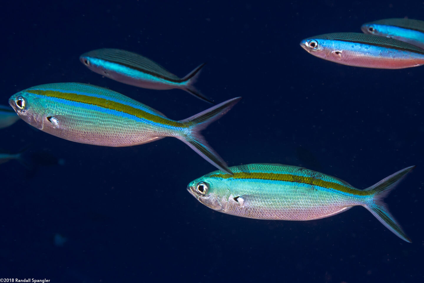 Caesio caerulaurea (Scissortail Fusilier)