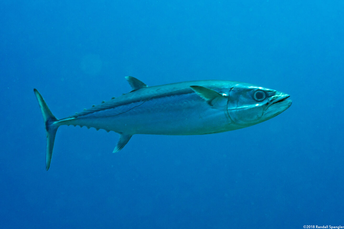 Gymnosarda unicolor (Dogtooth Tuna)