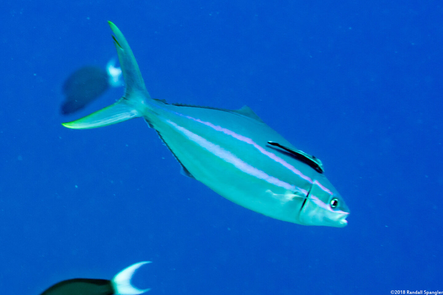 Elagatis bipinnulata (Rainbow Runner)