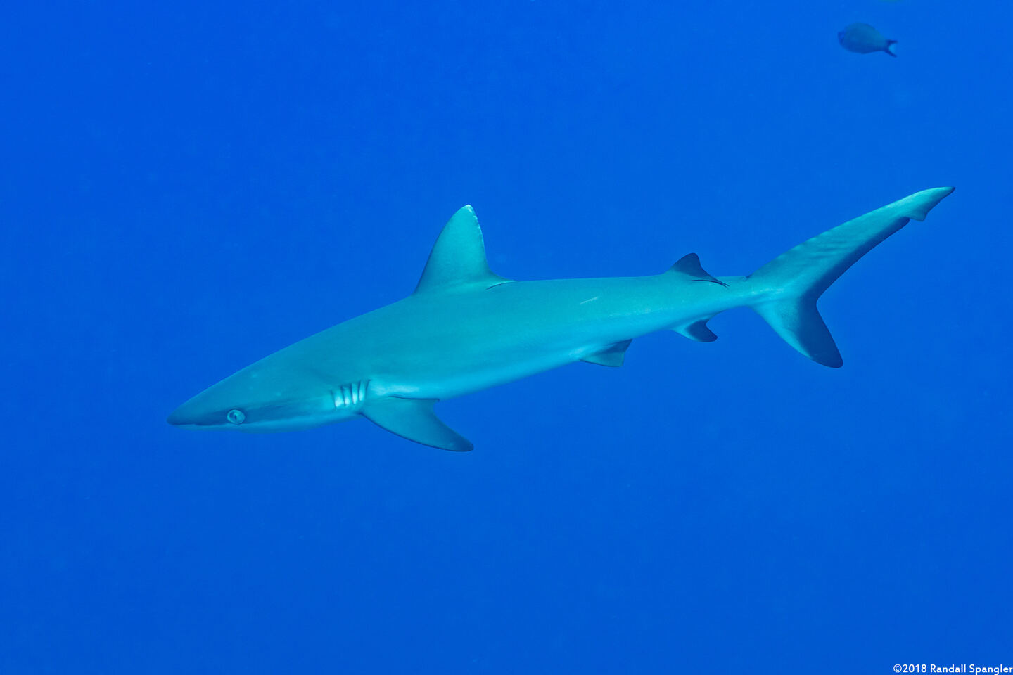 Carcharhinus amblyrhynchos (Gray Reef Shark)