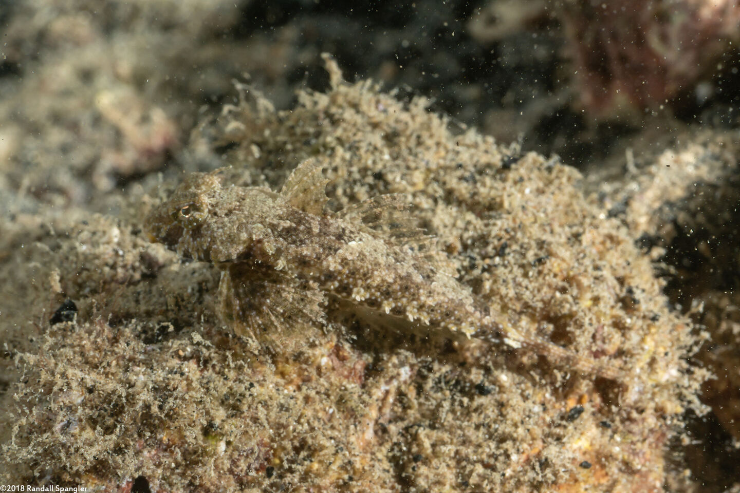 Anaora tentaculata (Leafy Dragonet)