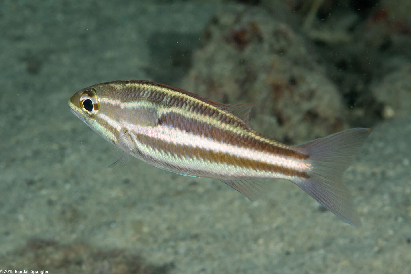 Pentapodus trivittatus (Three-Striped Whiptail)